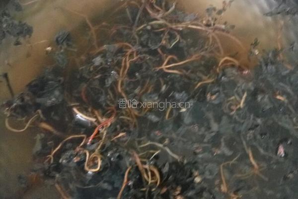 马齿苋肉包的做法图解7