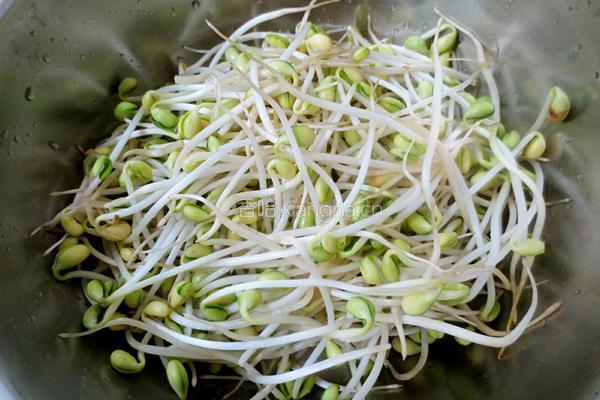 拌黄豆芽的做法图解1