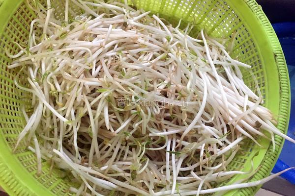 韭菜豆芽的做法图解2