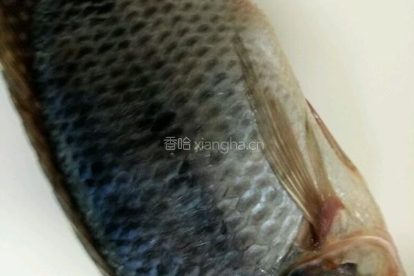 罗非鱼豆腐煲的做法图解1