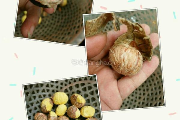 香菇炖板栗鸡的做法图解3
