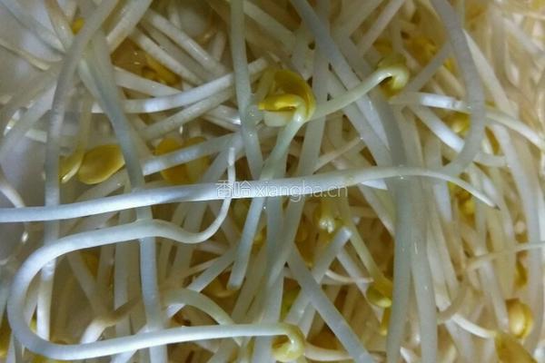 海带黄豆芽汤的做法图解1