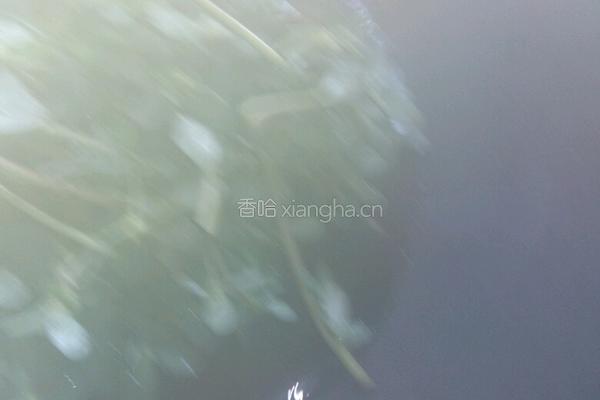 凉拌马齿苋的做法图解2