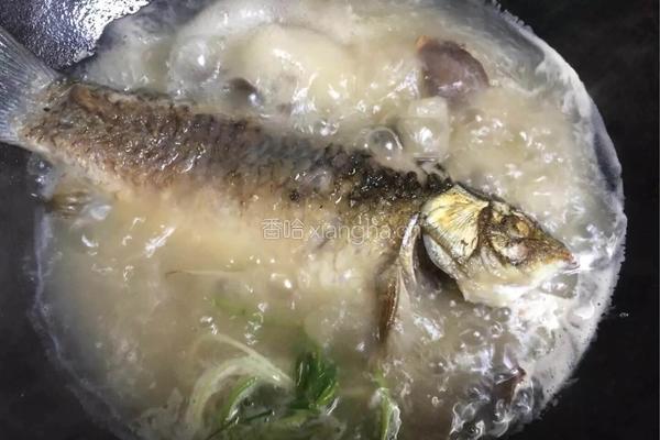 野生鲫鱼汤的做法图解8
