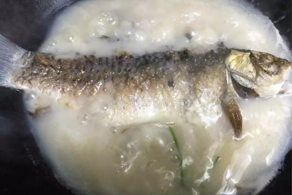 野生鲫鱼汤的做法图解11