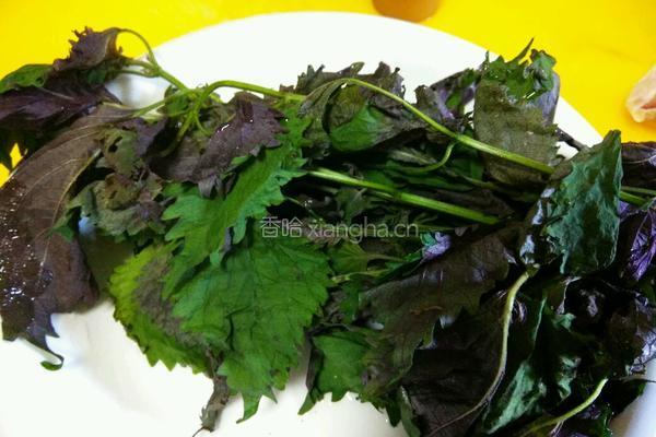 紫苏豉酱炒石螺的做法图解3
