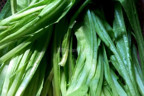 白灼油麦菜的做法图解2