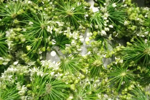 花生米韭菜花的做法图解3
