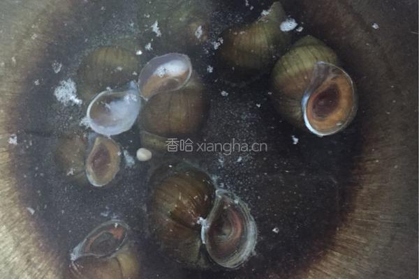 干笋炖田螺肉的做法图解4
