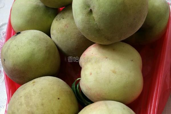 桃罐头的做法图解1