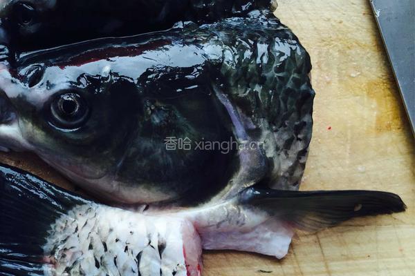 煲鱼头汤的做法图解1