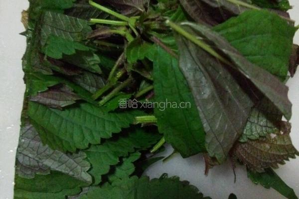炒田螺的做法图解2