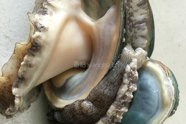 鲍鱼冬瓜汤的做法图解1