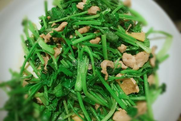 香菜肉丝的做法图解8