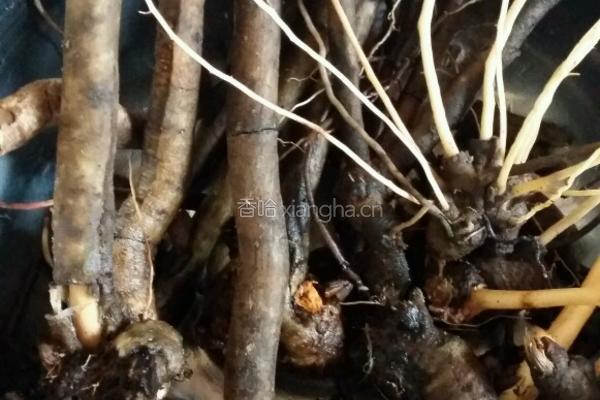 黑洋参煮猪脚的做法图解1