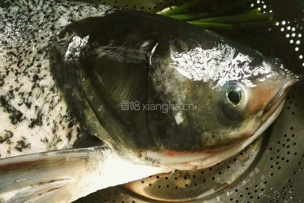 花鲢鱼头豆腐汤的做法图解1