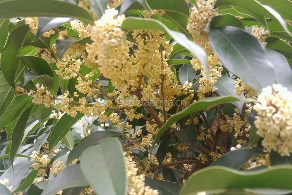 桂花糖的做法图解1