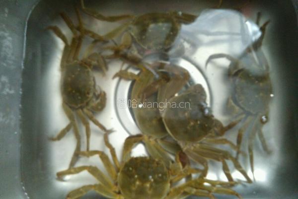 紫苏蒸毛蟹的做法图解1