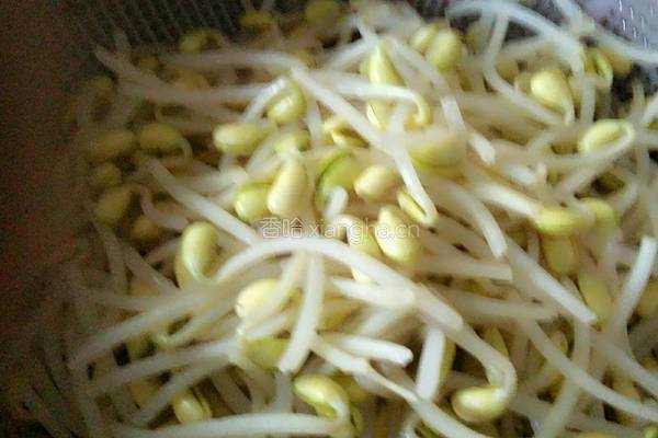 干煸黄豆芽的做法图解2