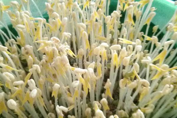 沙培绿豆芽