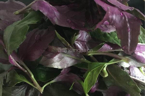 炒紫背天葵的做法图解1