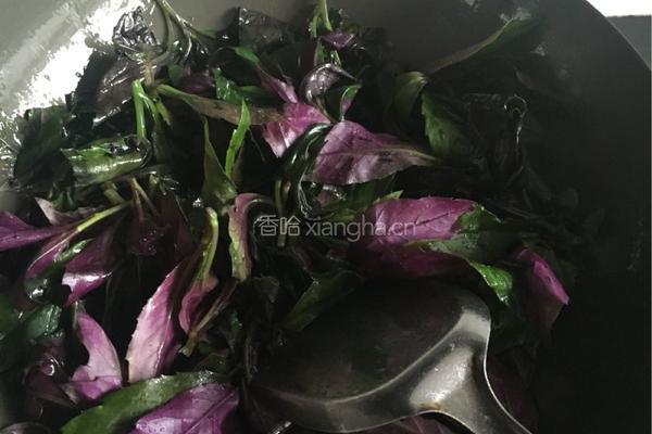 炒紫背天葵的做法图解3