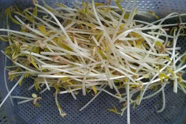 海带拌豆芽的做法图解3