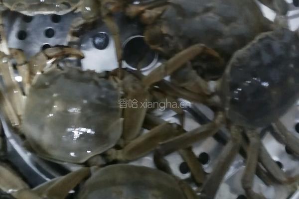 清蒸螃蟹的做法图解2