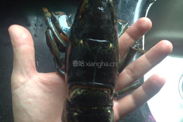 清蒸龙虾的做法图解1