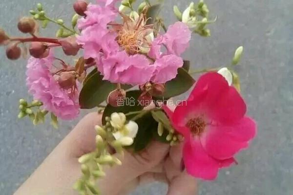 酸甜桂花糕的做法图解5