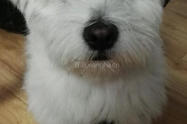 静～狗狗生日蛋糕的做法图解13