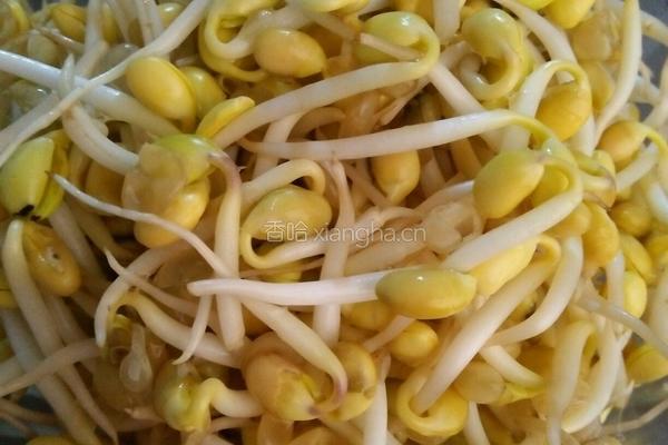 炒黄豆芽的做法图解4