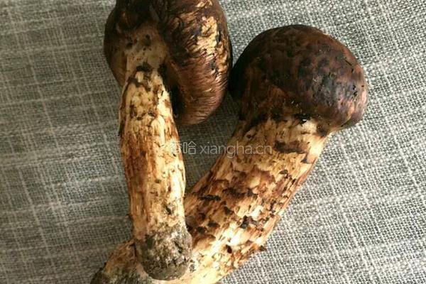 松茸炖鸡的做法图解1
