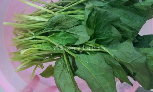 菠菜洗净，掰细备用