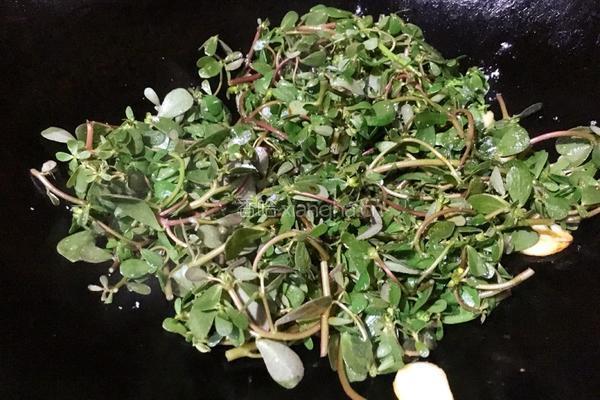 炒马齿苋的做法图解6