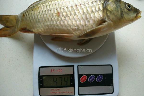 鲫鱼汤的做法图解2
