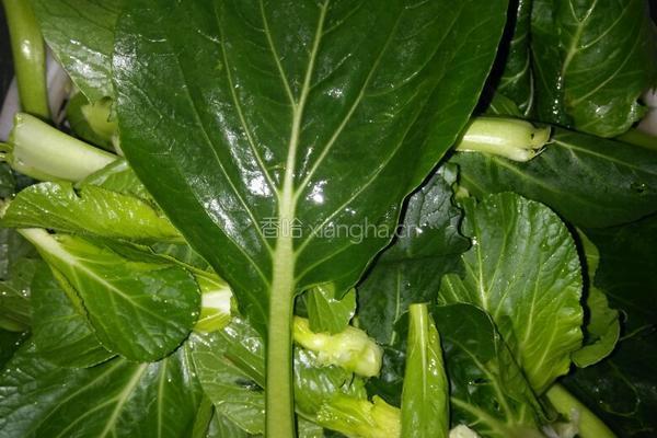 白菜炒木耳的做法图解1