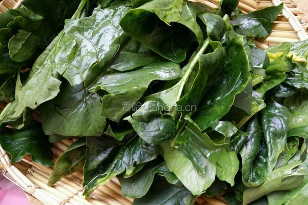 榨菠菜汁（非即食）的做法图解1