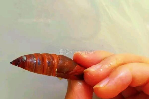 干煸蚕蛹的做法图解4