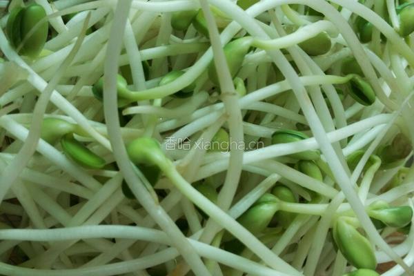 凉拌豆芽的做法图解1