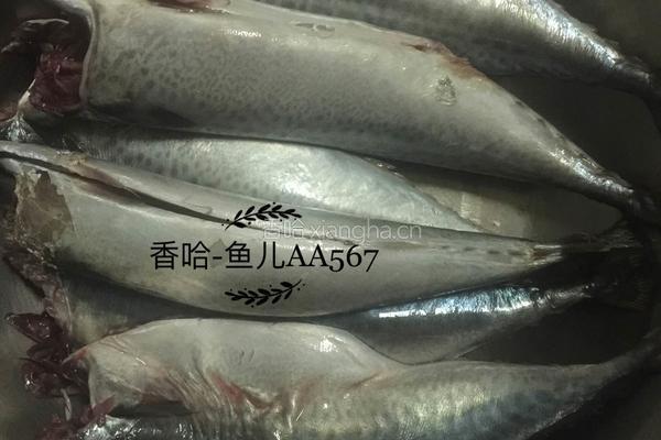 茄汁鲭鱼的做法图解1