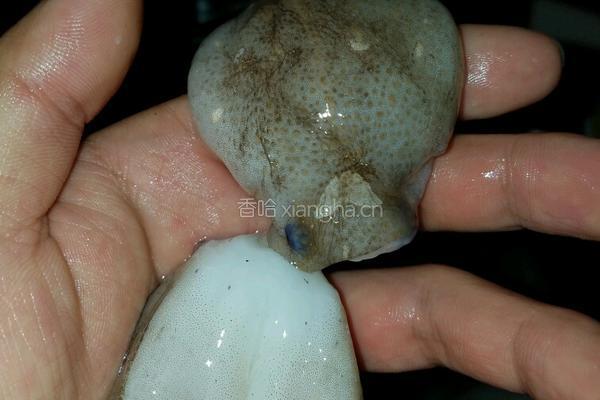辣根八带的做法图解2