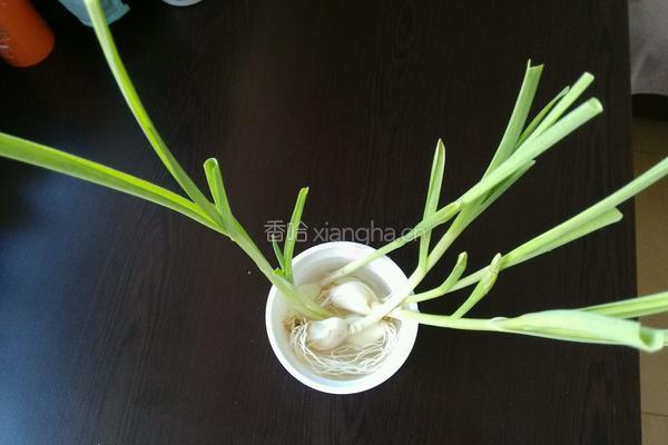 蓝调油焖大虾的做法图解4