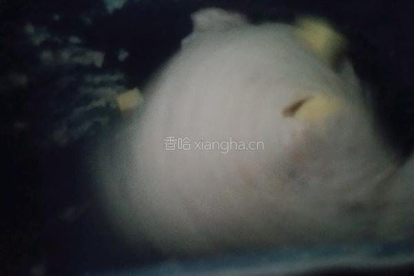 红枣全麦欧包的做法图解5