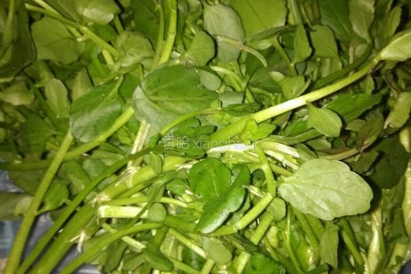 蒜头炒西洋菜的做法图解1