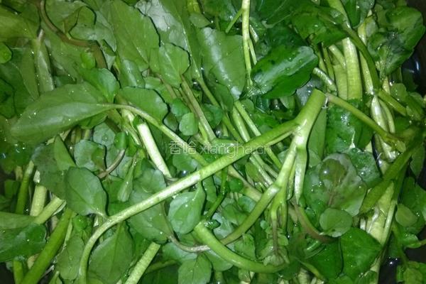 蒜头炒西洋菜的做法图解2