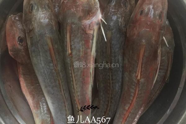 红烧红娘鱼的做法图解2