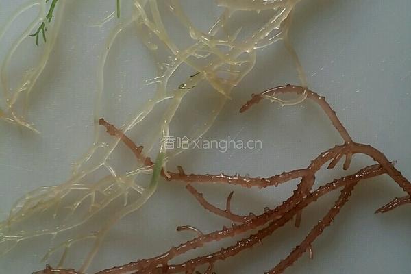 凉拌海藻的做法图解5