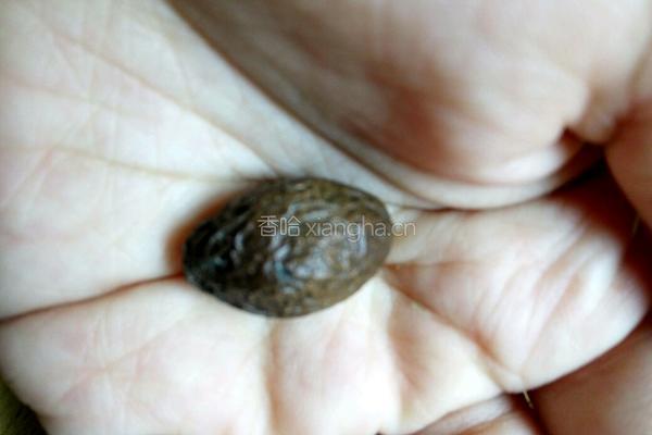 菊花胖大海茶的做法图解4