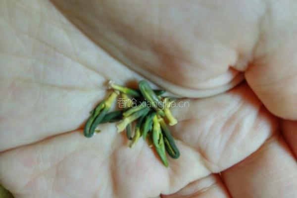 菊花胖大海茶的做法图解5
